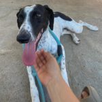 Pointer Mischling Pandora, 06/2023, ca. 50 cm