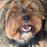 Yorkshire Terrier Mischling Papo, 11/2022, ca. 35 cm