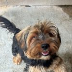 Yorkshire Terrier Mischling Papo, 11/2022, ca. 35 cm