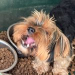 Yorkshire Terrier Mischling Papo, 11/2022, ca. 35 cm