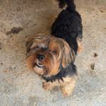 Yorkshire Terrier Mischling Papo, 11/2022, ca. 35 cm