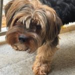 Yorkshire Terrier Mischling Papo, 11/2022, ca. 35 cm