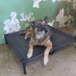 Schäferhund  Pastora, 06/2011, ca. 60 cm