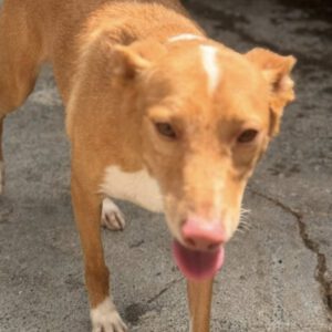 Podenco Pedro , 01/2023, ca. 49 cm