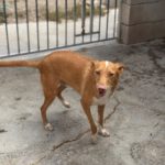 Podenco Pedro , 01/2023, ca. 49 cm