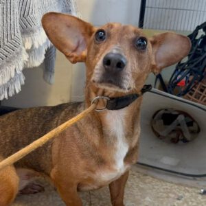 Podenco Maneto Perla, 08/2022, ca. 35 cm