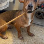 Podenco Maneto Perla, 08/2022, ca. 35 cm