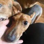 Podenco Maneto Perla, 08/2022, ca. 35 cm