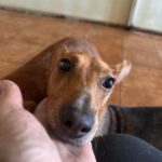 Podenco Maneto Perla, 08/2022, ca. 35 cm