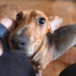 Podenco Maneto Perla, 08/2022, ca. 35 cm