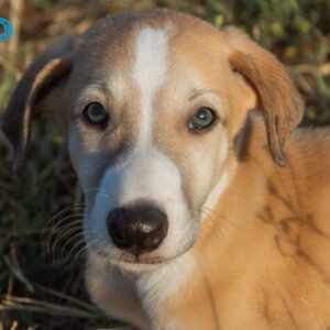 Galgo Piko, 05/2025, Endgröße ca. 65- 70 cm