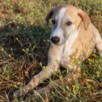 Galgo Piko, 05/2025, Endgröße ca. 65- 70 cm