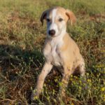 Galgo Piko, 05/2025, Endgröße ca. 65- 70 cm