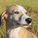 Galgo Piko, 05/2025, Endgröße ca. 65- 70 cm