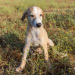 Galgo Piko, 05/2025, Endgröße ca. 65- 70 cm