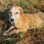 Galgo Piko, 05/2025, Endgröße ca. 65- 70 cm