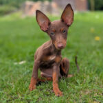 Podenco Maneto Silvia, 04/2025, Endgröße ca. 30 cm, 15306 Fichtenhöhe