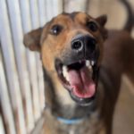 Mischling Pogo, 10/2023, ca. 50 cm