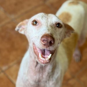 Podenco Pongo, 02/2020, ca. 45 cm