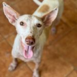 Podenco Pongo, 02/2020, ca. 45 cm