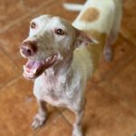 Podenco Pongo, 02/2020, ca. 45 cm