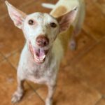 Podenco Pongo, 02/2020, ca. 45 cm