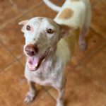 Podenco Pongo, 02/2020, ca. 45 cm