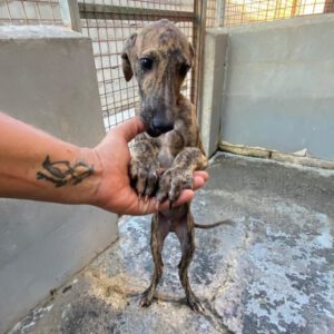 Galgo Poseidon, 03/2025, Endgröße ca. 65 cm