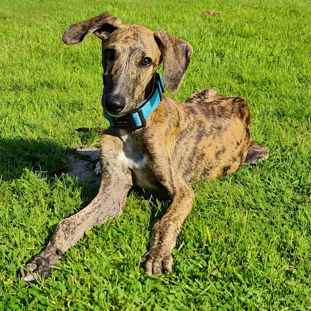 Galgo Poseidon, 03/2025, Endgröße ca. 65 cm, 26629 Grossefehn