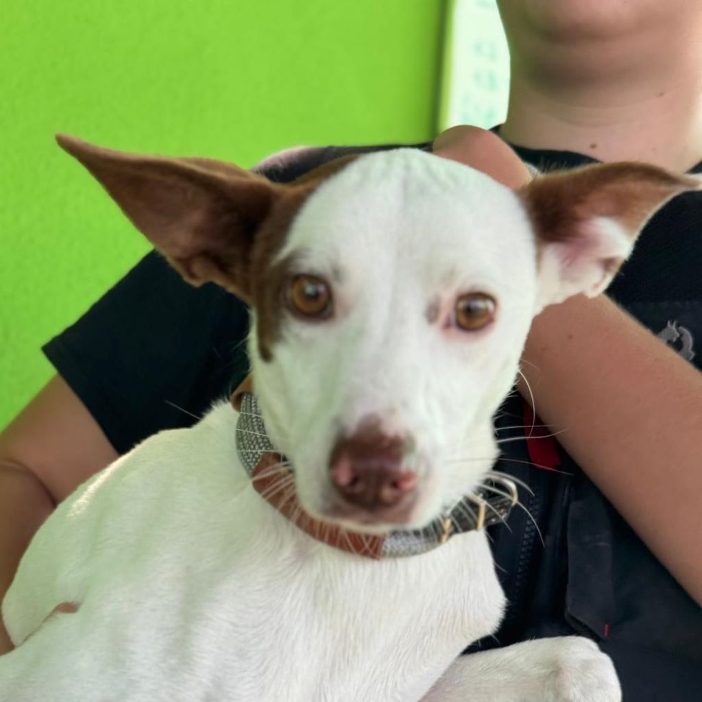 Podenco Mischling Prince, 08/2024, ca. 45 cm