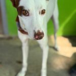 Podenco Mischling Prince, 08/2024, ca. 45 cm