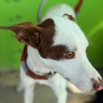 Podenco Mischling Prince, 08/2024, ca. 45 cm