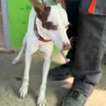 Podenco Mischling Prince, 08/2024, ca. 45 cm