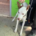 Podenco Mischling Prince, 08/2024, ca. 45 cm