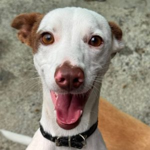 Podenco Mischling Prince, 08/2024, ca. 45 cm