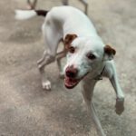 Podenco Mischling Prince, 08/2024, ca. 45 cm