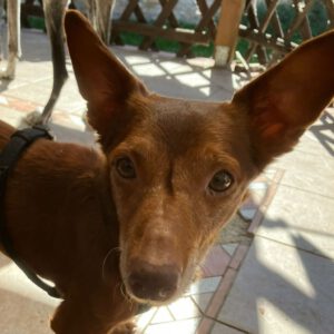 Podenco Maneto Pulgarcito,05/2018, ca. 35 cm, 03238 Sallgast