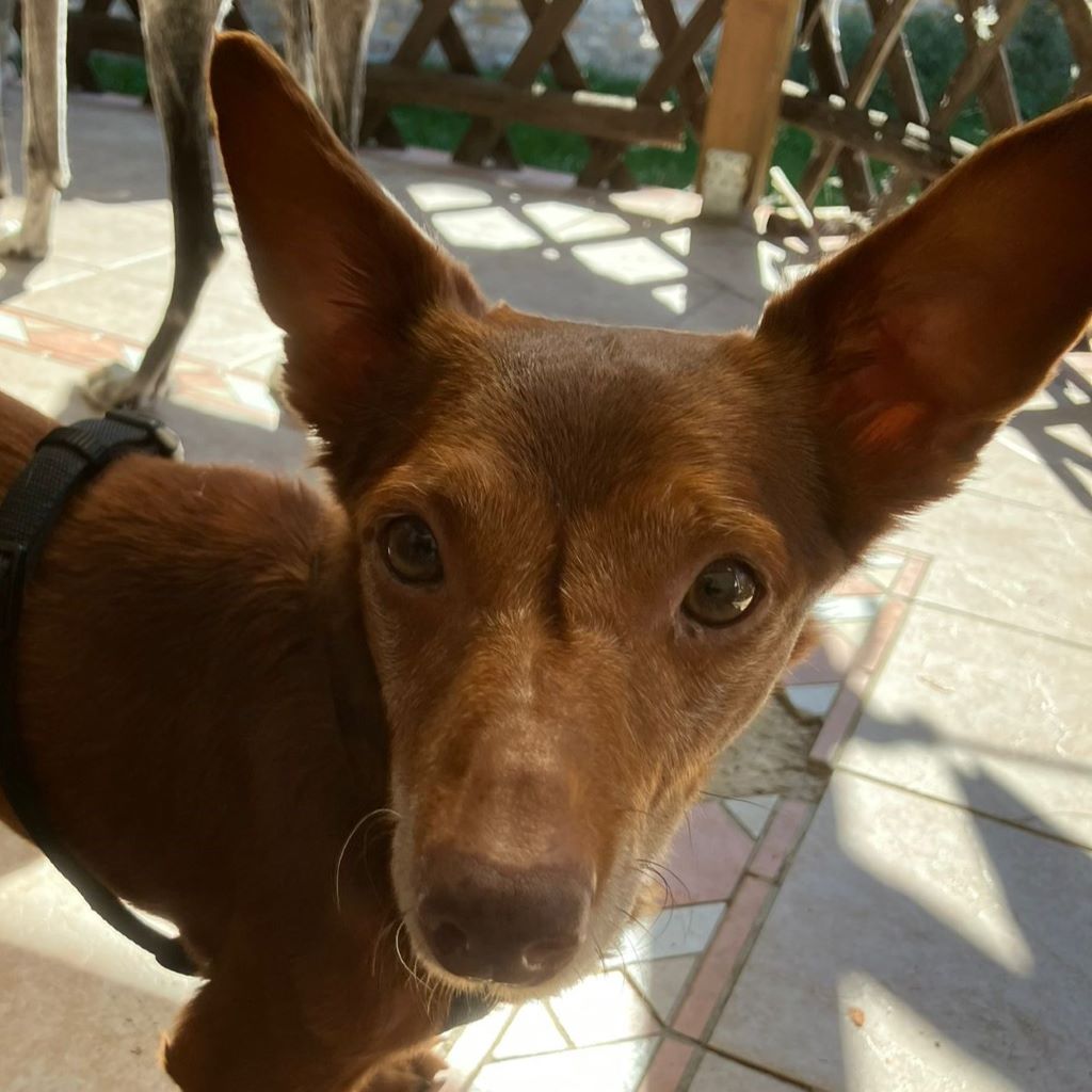 Podenco Maneto Pulgarcito,05/2018, ca. 35 cm, 03238 Sallgast