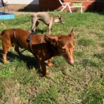 Podenco Maneto Pulgarcito,05/2018, ca. 35 cm, 03238 Sallgast