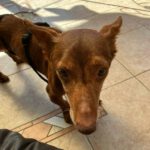 Podenco Maneto Pulgarcito,05/2018, ca. 35 cm, 03238 Sallgast