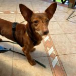 Podenco Maneto Pulgarcito,05/2018, ca. 35 cm, 03238 Sallgast