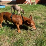 Podenco Maneto Pulgarcito,05/2018, ca. 35 cm, 03238 Sallgast