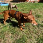 Podenco Maneto Pulgarcito,05/2018, ca. 35 cm, 03238 Sallgast