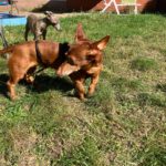 Podenco Maneto Pulgarcito,05/2018, ca. 35 cm, 03238 Sallgast
