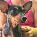Pinscher Ramona, 10/2024, Endgröße ca. 24 cm