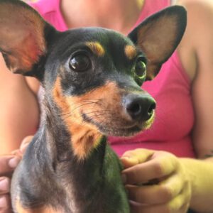 Pinscher Ramona, 10/2024, Endgröße ca. 24 cm
