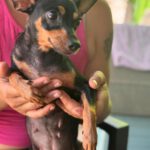 Pinscher Ramona, 10/2024, Endgröße ca. 24 cm