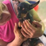 Pinscher Ramona, 10/2024, Endgröße ca. 24 cm