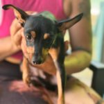 Pinscher Ramona, 10/2024, Endgröße ca. 24 cm