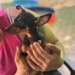 Pinscher Ramona, 10/2024, Endgröße ca. 24 cm